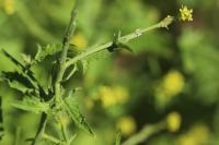 Sisymbrium officinale