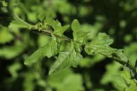 Sisymbrium officinale