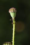 Papaver rhoeas
