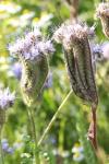 Phacelia tanacetifolia