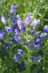 Echium plantagineum