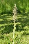 Himantoglossum hircinum