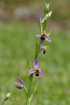 Ophrys apifera