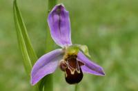 Ophrys apifera