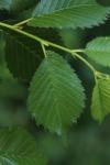 Ulmus minor