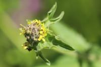 Sisymbrium officinale