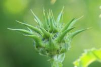 Silybum marianum