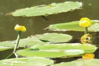 Nuphar lutea