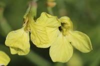 Raphanus raphanistrum