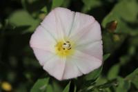 Convolvulus arvensis
