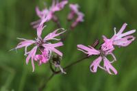 Lychnis flos-cuculi