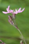 Lychnis flos-cuculi