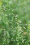 Poa pratensis