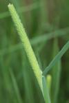 Phleum pratense