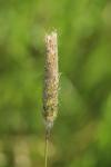 Alopecurus pratensis