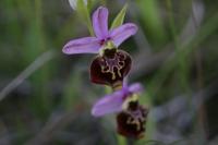 Ophrys holosericea
