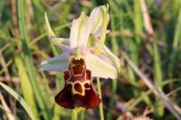 Ophrys holosericea