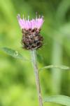 Centaurea jacea