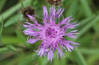 Centaurea jacea