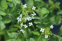 Nasturtium officinale