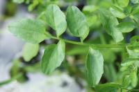 Nasturtium officinale