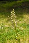 Himantoglossum hircinum