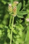 Trifolium striatum