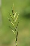 Brachypodium pinnatum