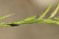 Brachypodium pinnatum