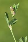 Trifolium striatum