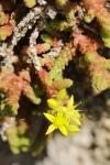 Sedum acre