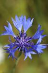 Cyanus segetum