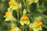 Linaria vulgaris