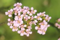Achillea millefolium