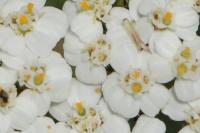 Achillea millefolium