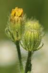 Crepis setosa