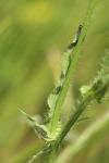Crepis setosa