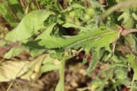 Crepis setosa