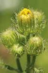 Crepis setosa