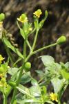 Ranunculus sceleratus