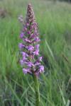 Gymnadenia conopsea