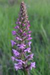 Gymnadenia conopsea
