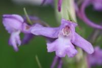 Gymnadenia conopsea