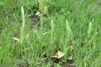 Himantoglossum hircinum