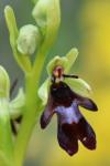Ophrys insectifera
