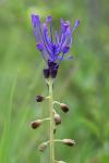 Muscari comosum
