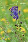 Muscari comosum