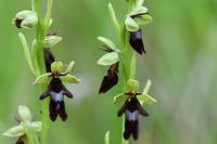 Ophrys insectifera