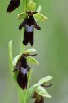 Ophrys insectifera