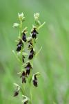 Ophrys insectifera